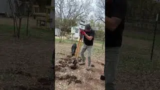 Строительство боксёрского зала у Ферала Фрэнка, часть 2. #feralfrank #goat #crownfoxhabitat #farm...
