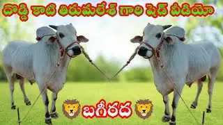 దొడ్డి కాటి తిరుమలేశ్ గారి|| సీనియర్ గిత్తలు షెడ్ వీడియో||చాలా రోజుల తర్వాత 🦁బగీరద🦁 నీ చూస్తున్నాం💥💥