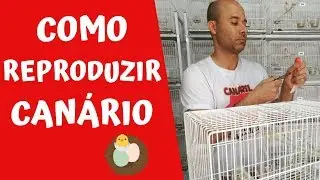 COMO REPRODUZIR CANÁRIOS