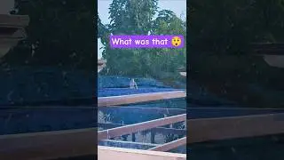 What's that 🤔#trending #shorts #vlog #viral  #cat #surprise #ytshortsindia