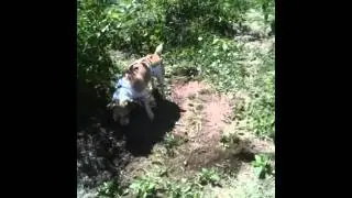 Spirit Matter Dog