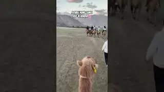 Double hump camel ride in Hundar, Nubra Valley | Ladakh