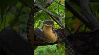 Mind blowing facts about animals 🐅 #trending #viral #facts #shorts #animals #amanzingfacts #reels