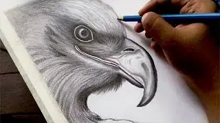 Eagle drawing | Realistic bald eagle pencil sketch #eagledrawing #hyperrealism #pencilsketch