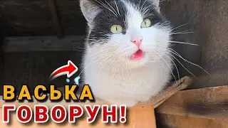 РАЗГОВАРИВАЮЩИЙ КОТИК ВАСЬКА! 🐈