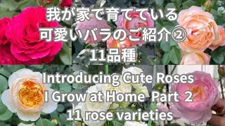 #54【サシェ、タペストリーなど11品種・お薦めの可愛いバラPart２】