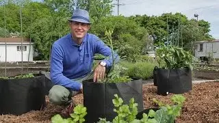 Tips to grow your vegetables in containers