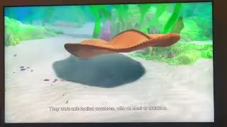 Dickinsonia early Ediacaran multicellular animal