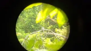 CACADA RAPIDA DE ROLINHA COM RESULTADO 💥🍗🏜 #outlander #pcphunters #viralvideo #hunting #rossi 