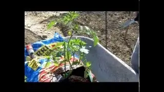 Tomaten kweken op het balkon, versie boek