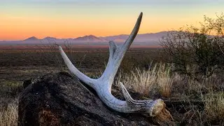 ARIZONA ARCHERY MULE DEER HUNT 2020