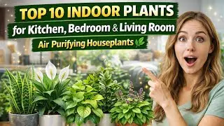 Top 10 Indoor Plants for Kitchen, Bedroom & Living Room | Air Purifying Houseplants #IndoorPlants