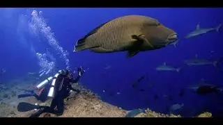 Sharm El Sheikh Middle Garden & Far Garden