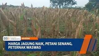 MAGETAN - Corn Prices Rise, Farmers Happy, Livestock Farmers Worried
