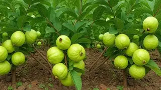 ,,Grow Guava tree Fast with These pro Tips! Best Ideas for Growing Guava,,