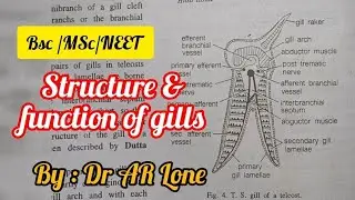 structure and function of gills