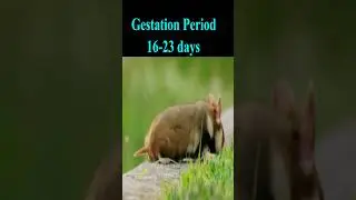 The Hamster Has the Shortest Gestation Period #hamster #hamstergestation #mammals #wildlife