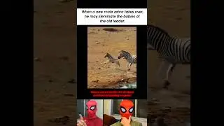 Brutal Zebra Behavior You Didn't Know About
