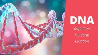 DNA Full Form| DNA Definition| DNA Location| The Science Info