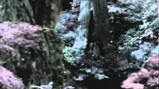 Ambient Content 