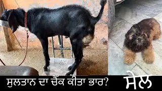 ਸੁਲਤਾਨ ਅਤੇ ਬੱਕਰੀਆ ਦੇ check ਕੀਤਾ weight Goat dewarming done at home Shitzu breed on sale
