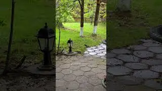 Земляной дятел, Ground Woodpecker.