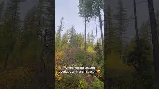 Hunting season 🤝larch season #hunting #whitetaildeerhunting #pnw #washington #fall