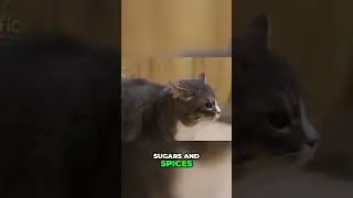 Boost Your Cat's Health with Pumpkin and Sweet Potatoes