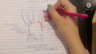 Deep Palmar Arch | Radial Artery Deep Palmar Branch | Anastomotic Channels of hand