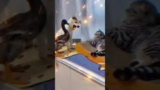 Petsdog And Cat Funny video Part 5 || #dogs #petsdogs #funnydogs #cutcats #wildanimals #Shortviral