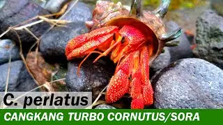 Kelomang Coenobita Perlatus dengan Cangkang Turbo sazae | Relaxing Video | Crabpedia
