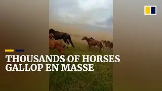 Thousands of horses gallop majestically as a herd for tourism festival in China