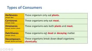 Energy Flow in the Ecosystem
