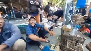 Burung gunung wilis jawa timur  cek harga burung terbaru terkini 2026 pasar burung tradisonal jawa