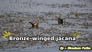 Bronze-winged jacana