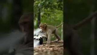 Curious Monkey Teases Skunk &mdash; Instantly Regrets It! 🐒🦨😳