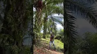 Palm harvest on the mountain #shorts