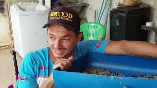 DESISTO!! Não Vale a pena criar tenebrio