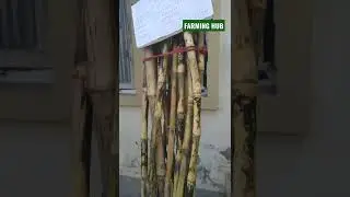 OMG! Sugarcane Hight 18 Feet #shorts