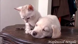 Too cute! Dogs and Cats Who Love Each Other!