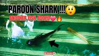 WE BOUGHT A PAROON SHARK FOR MY POND!🔥😲