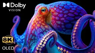 12K HDR Underwater World 2025: Crystal Clear Ocean & Tropical Fish in 60fps Ultra Dolby Vision!