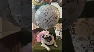 Time to check my social media #pets #cutedog #dog #pug