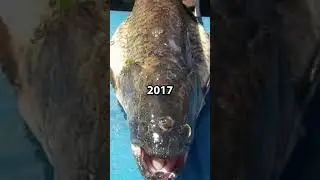 3 Eyed Fish From The Simpsons Found In Real Life!