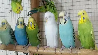 12 hour Budgie Chirping & Singing Sounds | Pure Nature Bird Audio
