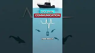 Scientists Discover First 'Words' of Dolphin Language
