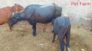 Neli Ravi Buffalo | pet Form | village life vlog
