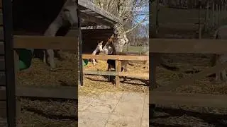 Even My Donkey Couldn't Escape the Pain&hellip; 🐴😖