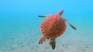 Turtles swimming are so amazing to watch!