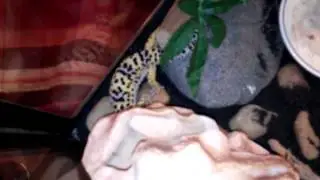 Aunders leopard gecko sandy habitat